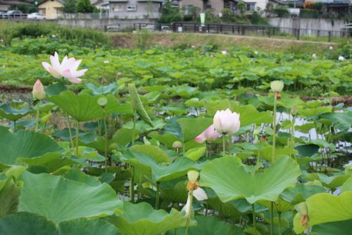 福島県福島市 花見山公園の情報2017年7月20日 IMG_9199