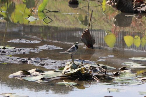 福島県福島市 花見山公園の情報2017年10月24日 IMG_9457_2