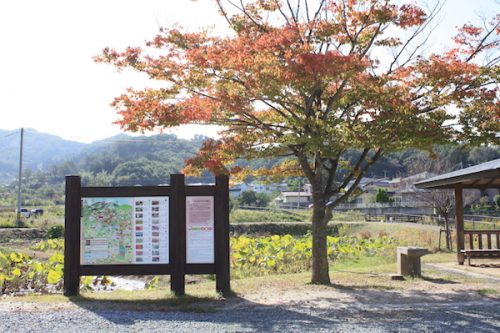 福島県福島市 花見山公園の情報2017年10月24日 IMG_9465