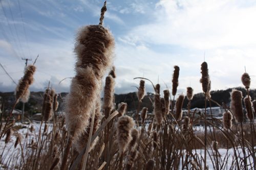 福島県福島市 花見山公園の情報2018年1月5日  がま 180105H9845