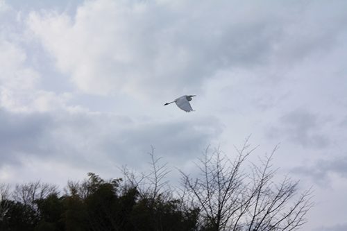 福島県福島市 花見山公園の情報2018年1月5日 白鷺 180105H9856