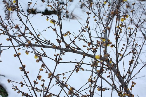 福島県福島市 花見山公園の情報2018年1月5日 蠟梅 180105H9880