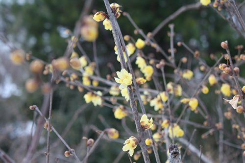 福島県福島市 花見山公園の情報2018年1月5日 蠟梅 180105H9882