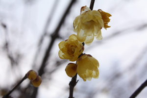 福島県福島市 花見山公園の情報2018年1月5日 蠟梅 180105H9886