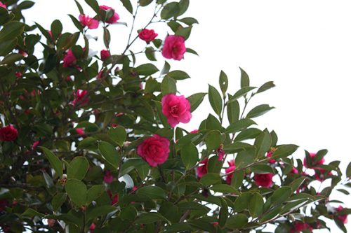 福島県福島市 花見山公園の情報2018年1月5日 山茶花 180105H9888