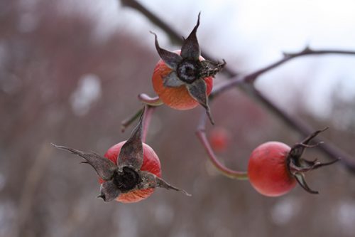 福島県福島市 花見山公園の情報2018年1月5日 サンザシ 180105H9898