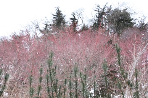 福島県福島市 花見山公園の情報2018年1月5日 サンゴカク 180105H9901