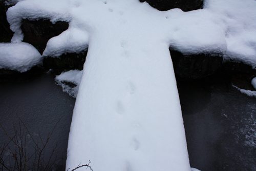 福島県福島市 花見山公園の情報2018年1月5日 足跡 180105H9903