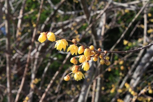 福島県福島市 花見山公園の情報2018年2月16日 IMG_9935