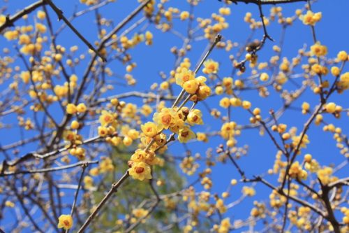 福島県福島市 花見山公園の情報2018年2月16日 IMG_9936