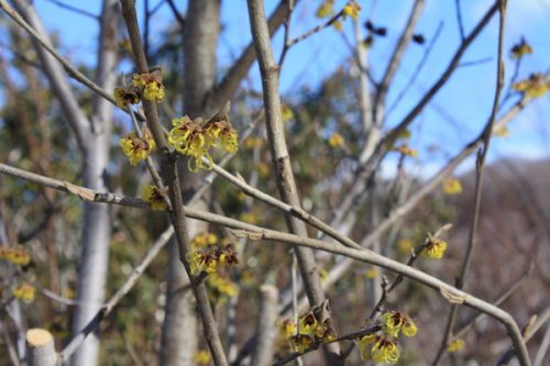 福島県福島市 花見山公園の情報2018年2月16日 IMG_9949