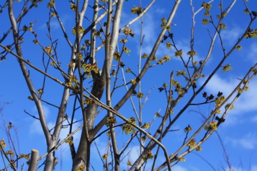 福島県福島市 花見山公園の情報2018年2月16日 IMG_9952