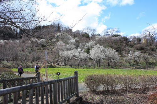 福島県福島市 花見山公園の情報2018年3月23日 IMG_0183