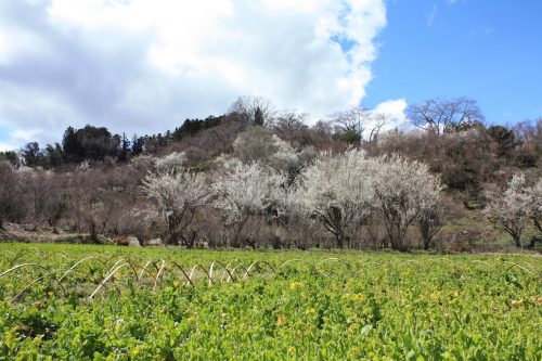 福島県福島市 花見山公園の情報2018年3月23日 IMG_0187