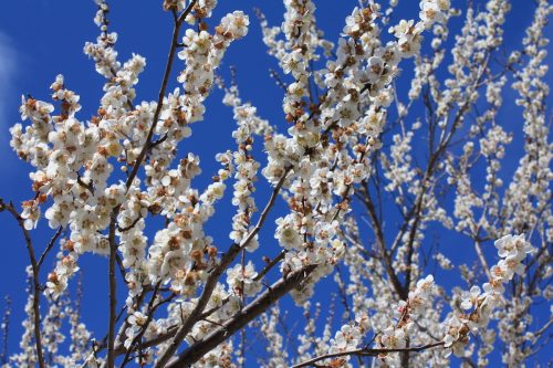 福島県福島市 花見山公園の情報2018年3月23日 IMG_0193