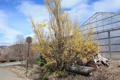 福島県福島市 花見山公園の情報2018年3月23日 IMG_0195