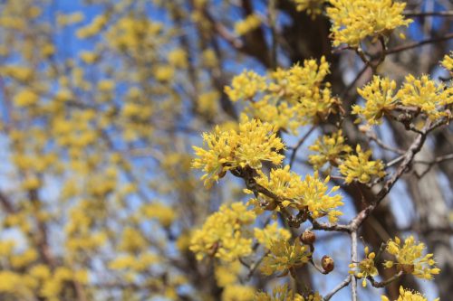 福島県福島市 花見山公園の情報2018年3月23日 IMG_0196