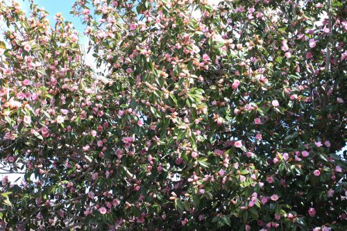 福島県福島市 花見山公園の情報2018年3月23日 IMG_0202