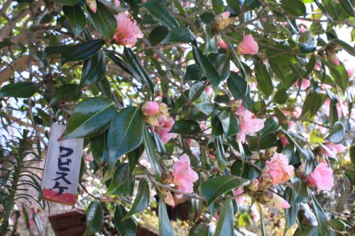 福島県福島市 花見山公園の情報2018年3月23日 IMG_0204