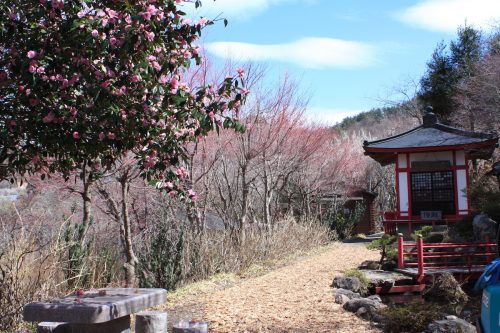 福島県福島市 花見山公園の情報2018年3月23日 IMG_0208