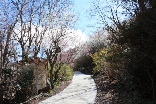 福島県福島市 花見山公園の情報2018年3月23日 IMG_0210