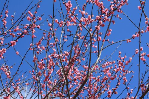 福島県福島市 花見山公園の情報2018年3月23日 IMG_0211