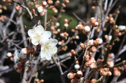 福島県福島市 花見山公園の情報2018年3月23日 IMG_0217