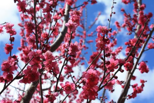 福島県福島市 花見山公園の情報2018年3月23日 IMG_0225