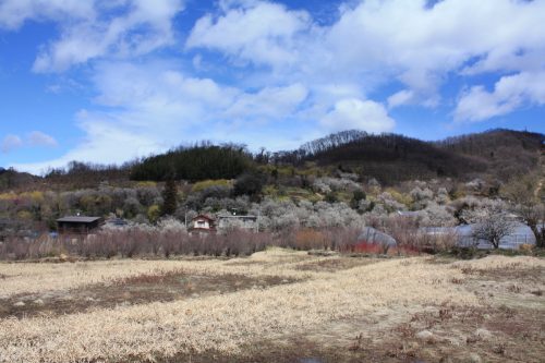 福島県福島市 花見山公園の情報2018年3月23日 IMG_0235