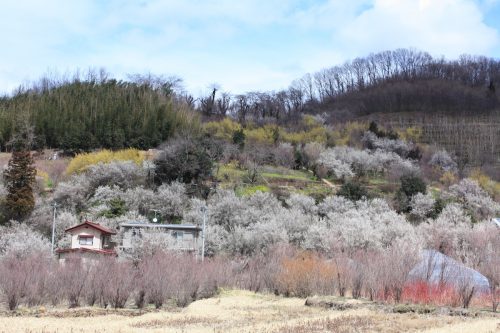 福島県福島市 花見山公園の情報2018年3月23日 IMG_0236