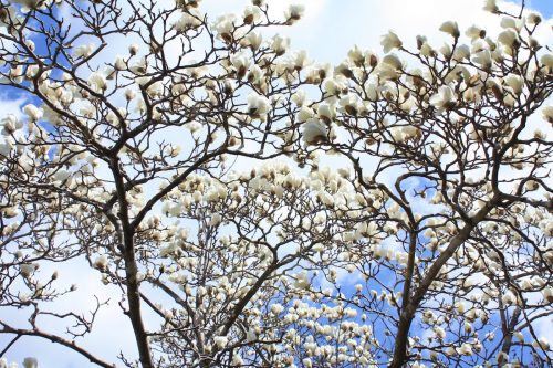 福島県福島市 花見山公園の情報2018年3月30日 IMG_0271