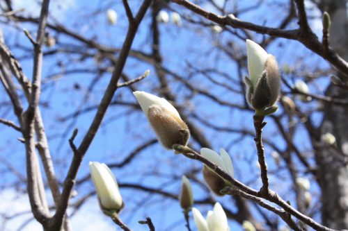 福島県福島市 花見山公園の情報2018年3月30日 IMG_0273