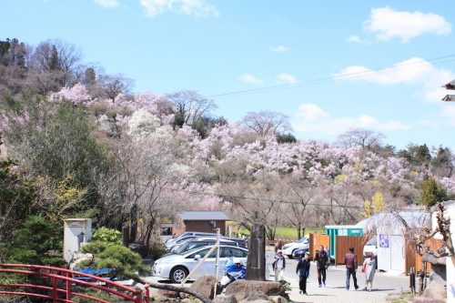 福島県福島市 花見山公園の情報2018年3月30日 IMG_0277