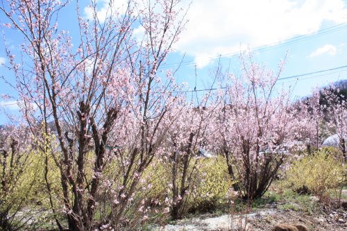 福島県福島市 花見山公園の情報2018年3月30日 IMG_0278