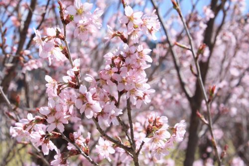 福島県福島市 花見山公園の情報2018年3月30日 IMG_0280