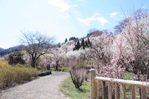 福島県福島市 花見山公園の情報2018年3月30日 IMG_0283