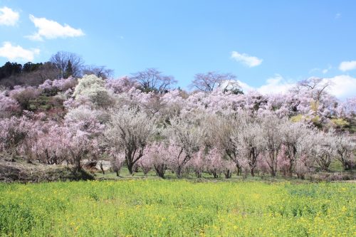 福島県福島市 花見山公園の情報2018年3月30日 IMG_0288