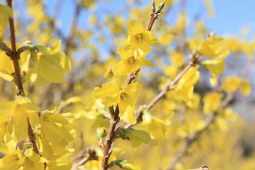 福島県福島市 花見山公園の情報2018年3月30日 IMG_0293