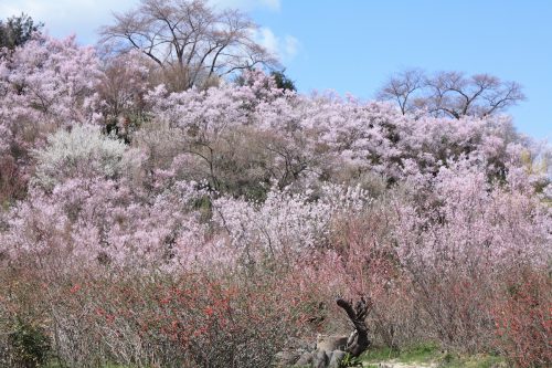 福島県福島市 花見山公園の情報2018年3月30日 IMG_0295