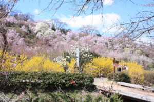 福島県福島市 花見山公園の情報2018年3月30日 IMG_0297