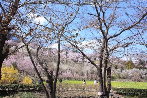 福島県福島市 花見山公園の情報2018年3月30日 IMG_0300