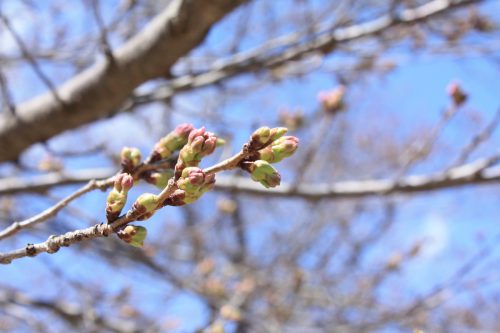 福島県福島市 花見山公園の情報2018年3月30日 IMG_0302