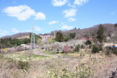 福島県福島市 花見山公園の情報2018年3月30日 IMG_0305