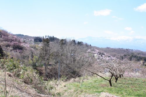 福島県福島市 花見山公園の情報2018年3月30日 IMG_0310