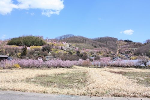 福島県福島市 花見山公園の情報2018年3月30日 IMG_0317