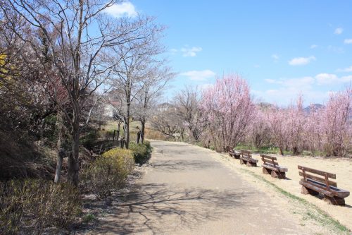 福島県福島市 花見山公園の情報2018年3月30日 IMG_0319