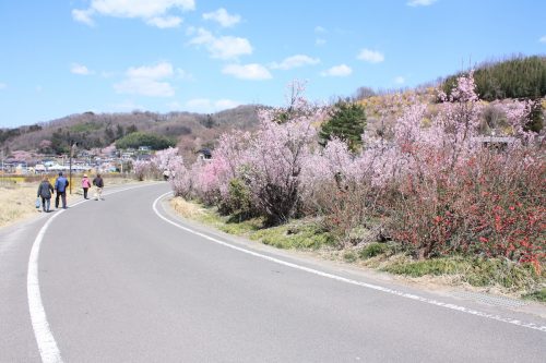 福島県福島市 花見山公園の情報2018年3月30日 IMG_0321