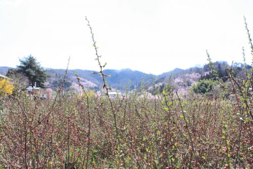 福島県福島市 花見山公園の情報2018年3月30日 IMG_0324