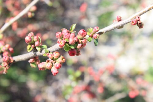 福島県福島市 花見山公園の情報2018年3月30日 IMG_0327