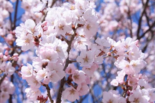 福島県福島市 花見山公園の情報2018年3月30日 IMG_0335